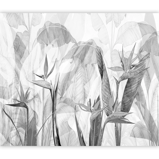 Fototapeta - liście czarno białe dżungla